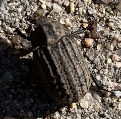 Omorgus suberosus