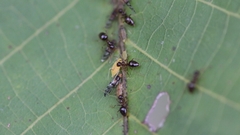 Prenolepis nitens