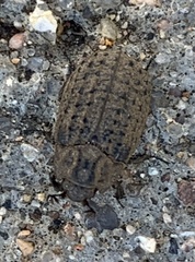 Omorgus suberosus