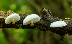 Oudemansiella australis