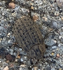 Omorgus suberosus