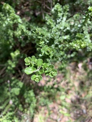 Prostanthera cuneata