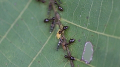 Prenolepis nitens
