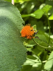 Tithonia rotundifolia