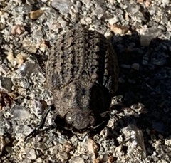 Omorgus suberosus