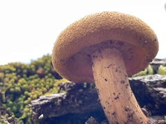 Gymnopilus junonius