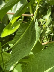 Tithonia rotundifolia