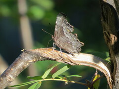 Nymphalini