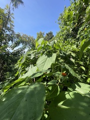 Tithonia rotundifolia