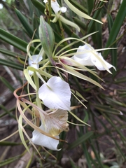 Brassavola nodosa
