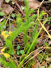 Lycopodium clavatum