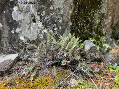 Myriopteris gracillima