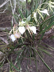 Brassavola nodosa