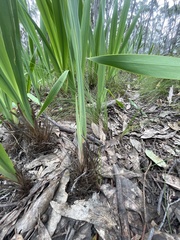 Watsonia meriana