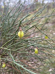 Daviesia brevifolia
