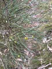 Daviesia brevifolia