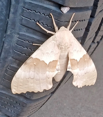 Pachysphinx occidentalis