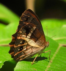 Posttaygetis penelea