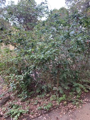 Berberis pinnata