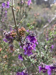 Prostanthera