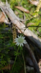Actinotus minor