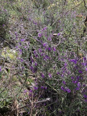 Prostanthera