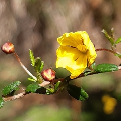 Hibbertia sericea