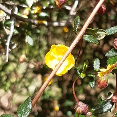 Hibbertia sericea
