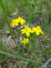 Tricoryne
