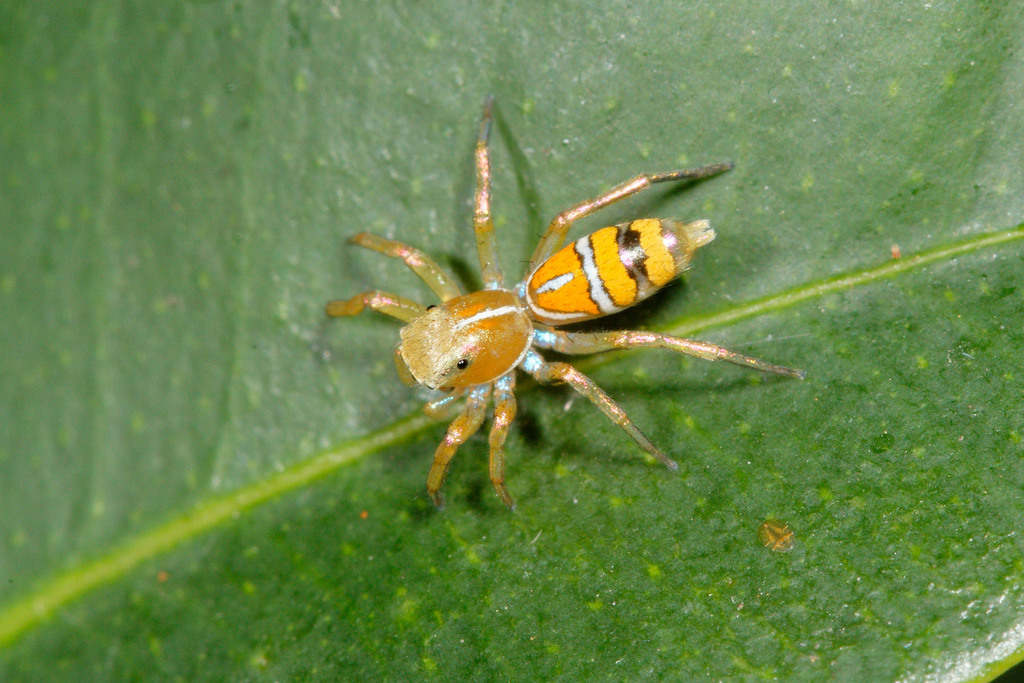 Iridescent Jumping Spiders