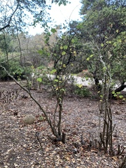 Ribes sanguineum glutinosum