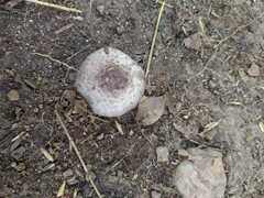 Agaricus bisporus