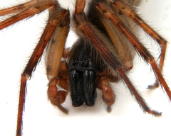 Segestria senoculata