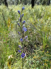 Thelymitra aristata