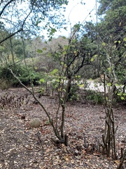 Ribes sanguineum glutinosum