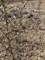 Stephanomeria virgata