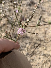 Stephanomeria virgata