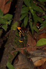 Dendrobates tinctorius