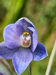 Thelymitra aristata