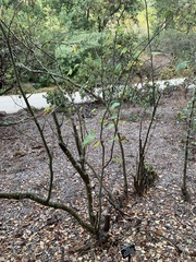 Ribes sanguineum glutinosum