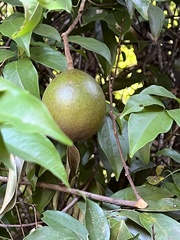 Melodinus suaveolens