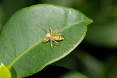 Cosmophasis bitaeniata