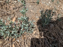 Heliotropium curassavicum