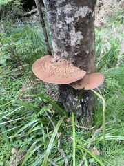 Ganoderma australe