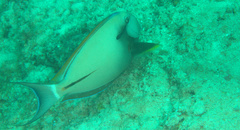 Acanthurus nigricauda