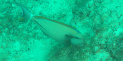 Acanthurus nigricauda