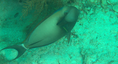 Acanthurus nigricauda