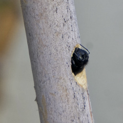 Xylocopa