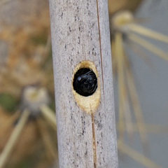 Xylocopa