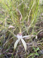 Caladenia venusta
